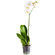 White Phalaenopsis orchid in a pot. Voronezh
